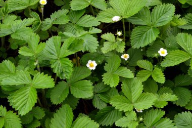 Fragaria vesca. Çilek. Doğanın güzel bitkisel soyut arka planı. Bahar manzarası. Faydalı bir yeşil bitki. Lezzetli ve sağlıklı. Çilek çalıları. Çiçek çileği.