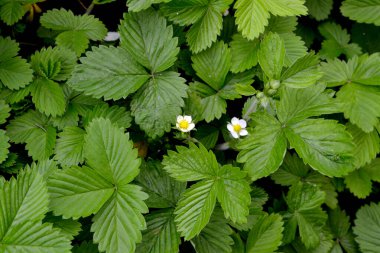 Fragaria vesca. Çilek. Doğanın güzel bitkisel soyut arka planı. Bahar manzarası. Faydalı bir yeşil bitki. Lezzetli ve sağlıklı. Çilek çalıları. Bahar çiçekliği. Çiçek çileği.
