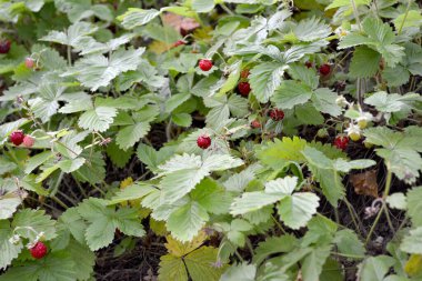 Fragaria vesca. Doğanın güzel bitkisel soyut arka planı. Bahar manzarası. Faydalı bir yeşil bitki. Lezzetli ve sağlıklı. Çilek çalıları. Bahar çiçekliği. Yabani çileğin kırmızı meyveleri