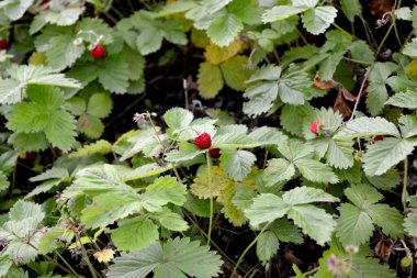 Fragaria vesca. Doğanın güzel bitkisel soyut arka planı. Bahar manzarası. Faydalı bir yeşil bitki. Lezzetli ve sağlıklı. Çilek çalıları. Yabani çileğin kırmızı meyveleri