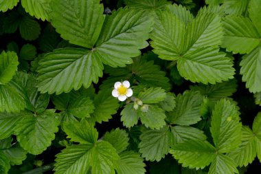 Çilek. Fragaria vesca. Güzel arka plan. Çilek çalıları. Çiçek çileği.