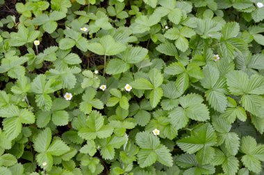 Fragaria vesca. Çilek. Doğanın güzel bitkisel soyut arka planı. Çilek çalıları. Çiçek çileği.
