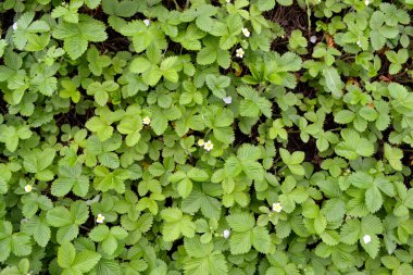 Fragaria vesca. Doğanın güzel arka planı. Çilek çalıları. Çiçek çileği.