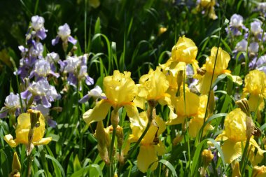 İris. Iris ailesinin daimi ribozomatöz bitkisi (Iridaceae). Doğanın güzel, soyut arka planı. Yaz manzarası. Yararlı bir bitki. Lüks sarı çiçek.