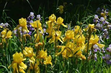 İris. Iris ailesinin daimi ribozomatöz bitkisi (Iridaceae). Doğanın güzel, soyut arka planı. Yaz manzarası. Faydalı bir çiçek bitkisi. Lüks sarı çiçek. Yaz çiçekliği, bahçe.