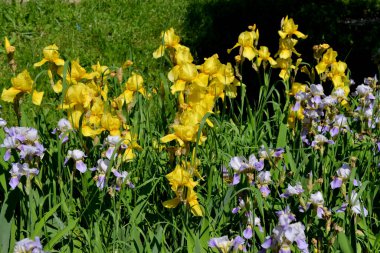 İris. Iris ailesinin daimi ribozomatöz bitkisi (Iridaceae). Doğanın güzel, soyut arka planı. Yaz manzarası. Yumuşak çiçek bitkisi. Lüks sarı çiçek. Yaz