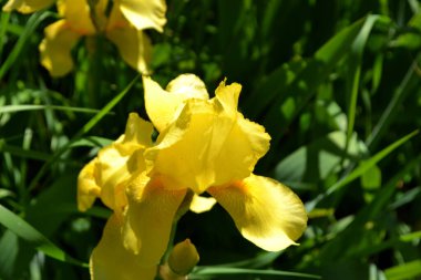 İris. Iris ailesinin daimi ribozomatöz bitkisi (Iridaceae). Doğanın güzel, soyut arka planı. Yaz manzarası. Yumuşak bitki. Lüks sarı çiçek.