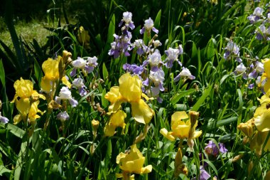 İris. Iris ailesinin daimi ribozomatöz bitkisi (Iridaceae). Doğanın güzel, soyut arka planı. Yaz manzarası. Yumuşak çiçek bitkisi. Lüks sarı çiçek. Yaz çiçekliği, bahçe.