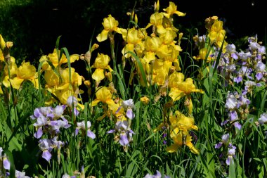 İris. Iris ailesinin daimi ribozomatöz bitkisi (Iridaceae). Doğanın güzel, soyut arka planı. Yaz manzarası. Yumuşak çiçek bitkisi. Lüks sarı çiçek. Yaz çiçeği yatağı