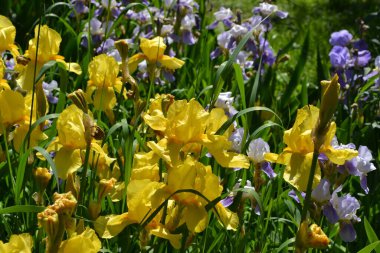 İris. Iris ailesinin daimi ribozomatöz bitkisi (Iridaceae). Doğanın güzel, soyut arka planı. Yaz manzarası. Yararlı. Lüks sarı çiçek.