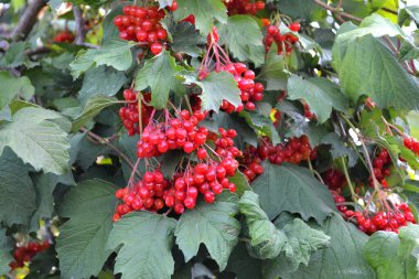 Güzel böğürtlenler doğanın soyut arka planı. Viburnum, odunsu çiçekli Adoxaceae cinsi. Sonbahar manzarası. Tıbbî meyveler, geleneksel ilaçlar. Kırmızı çilek. Sonbahar çiçekliği, bahçe.