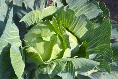 Beyaz lahana. Brassica oleracea. Doğanın güzel sebze soyut arka planı. Yaz manzarası. Güzel bahçe bitkileri. Sebze. Yeşil