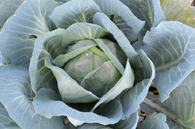 Yaz manzarası. Beyaz lahana. Brassica oleracea. Doğanın güzel sebze soyut arka planı. Güzel bitkiler