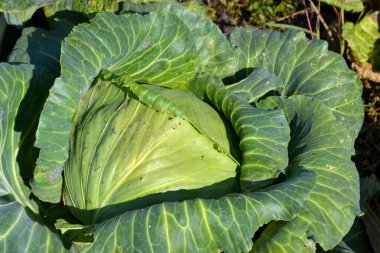 Brassica oleracea. Beyaz lahana. Doğanın güzel sebze soyut arka planı. Yaz