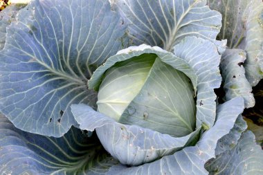 Brassica oleracea. Beyaz lahana. Doğanın güzel sebze soyut arka planı. Yaz manzarası. Güzel bahçe bitkileri. Sebze