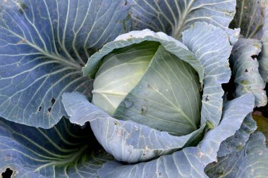 Brassica oleracea. Beyaz lahana. Doğanın güzel sebze soyut arka planı. Yaz manzarası. Güzel bahçe bitkileri. Sebze. Yeşil