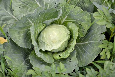 Brassica oleracea. Doğanın güzel sebze soyut arka planı. Yaz manzarası. Beyaz lahana