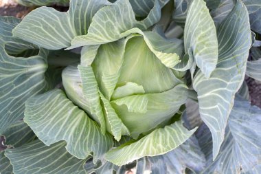 Beyaz lahana. Brassica oleracea. Doğanın güzel sebze soyut arka planı. Yaz manzarası. Güzel Bahçe bitkileri