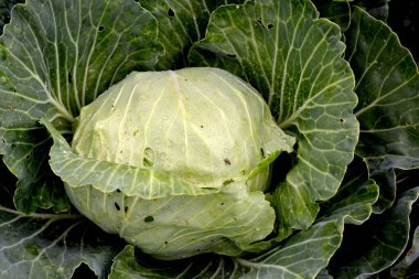 Brassica oleracea. Doğanın güzel sebze soyut arka planı. Yaz manzarası. Güzel bahçe bitkileri. Sebze. Yeşil yapraklar. Beyaz lahana. Kullanışlı