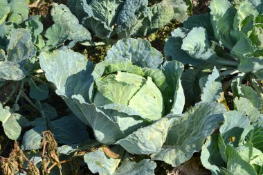 Sebze. Beyaz lahana. Brassica oleracea. Doğanın güzel sebze arka planı. Yaz