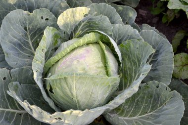 Brassica oleracea. Doğanın güzel sebze soyut arka planı. Yaz manzarası. Güzel bahçe bitkileri. Sebze. Yeşil yapraklar. Beyaz lahana. Faydalı Yemek
