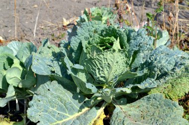Brassica oleracea. Beyaz lahana. Doğanın güzel sebze soyut arka planı. Yaz manzarası. Güzel bahçe bitkileri. Sebze. Yeşil yapraklar. Faydalı Yemek