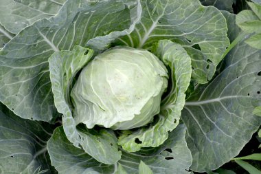 Brassica oleracea. Doğanın güzel sebze soyut arka planı. Yaz manzarası. Çok güzel. Beyaz lahana