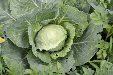 Brassica oleracea. Doğanın güzel sebze soyut arka planı. Yaz manzarası. Güzel bahçe bitkileri. Sebze. Yeşil. Beyaz lahana