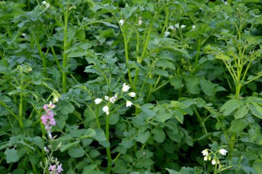 Leptinotarsa decemlineata. Doğanın güzel sebze arka planı. Patates. Solanum tüberozum