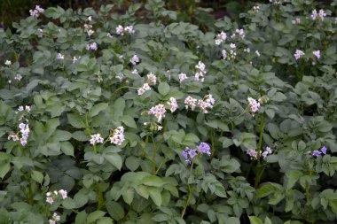 Doğanın güzel sebze arka planı. Yaz manzarası. Bahçede patates var. Leptinotarsa decemlineata. Sebze. Yeşil. Solanum tüberozum