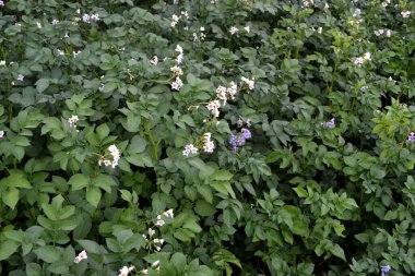 Doğanın güzel sebze soyut arka planı. Yaz manzarası. Bahçede patates var. Leptinotarsa decemlineata. Sebze. Yeşil yapraklar. Solanum tüberozum
