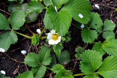 Fragaria viridis, Fragaria ananassa. Doğanın güzel ve soyut arka planı. Yaz manzarası. Beyaz çilek çiçekleri. Lezzetli ve sağlıklı. Yeşil yapraklar. Çiftlik, tarla, bahçe