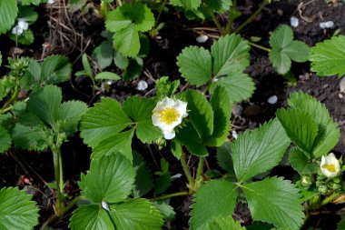 Fragaria viridis, Fragaria ananassa. Doğanın güzel ve soyut arka planı. Yaz manzarası. Beyaz çilek çiçekleri