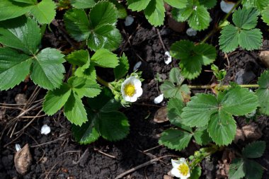 Fragaria viridis, Fragaria ananassa. Doğanın güzel ve soyut arka planı. Yaz manzarası. Beyaz çilek çiçekleri. Lezzetli ve sağlıklı