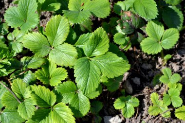 Fragaria ananassa. Fragaria viridis. Doğanın güzel ve soyut arka planı. Yaz manzarası. Beyaz çilek çiçekleri. Lezzetli ve sağlıklı. Yeşil