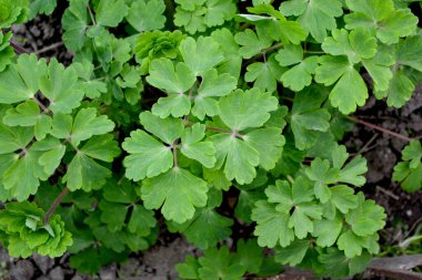 Şirin Bahçe Çanı. Aquilegia, çimenli çok yıllık bitkiler (Ranunculaceae). Doğanın güzel, soyut arka planı. Yeşil