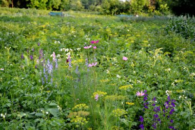 Kozmos. Asteraceae familyasının yıllık ve daimi bitki cinsi. Doğanın güzel, soyut arka planı. Ev yapımı bitki, bahçe işleri. Güzel pembe çiçekler. Çiftlik, tarla, bahçe