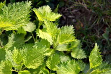 Doğanın güzel bitkisel arka planı. Yaz manzarası. Yeşil yanan bitki. Tedavi için. Isırgan. Urtica dioica