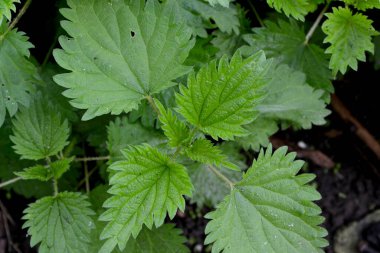 Isırgan. Urtica dioica. Doğanın güzel bitkisel soyut arka planı. Yaz manzarası. Yeşil yanan bitki. Tedavi tesisi. Geleneksel tıp. Yaz
