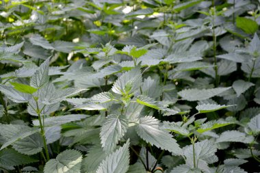 Doğanın güzel bitkisel arka planı. Isırgan. Urtica dioica. Yaz. Yeşil yanan bitki
