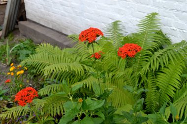 Lychnis chalcedonica. Doğanın güzel, soyut arka planı. Yaz manzarası. Ebedi olarak. Güzel kızıl kızılötesi renkler. Yaz çiçeği