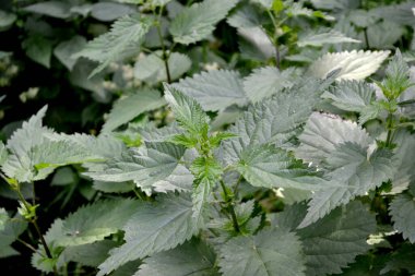 Doğanın güzel bitkisel soyut arka planı. Isırgan. Urtica dioica. Yaz manzarası. Yeşil yanan bitki. Tedavi tesisi. Geleneksel tıp. Yaz çiçeği