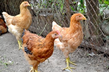 Gallus gallus. Korkak. Tavuk kümesinde tavuk yetiştiriyorum. Tarım, kümes hayvanları. Köyde sıradan bir gün. Çiftlik, tarla