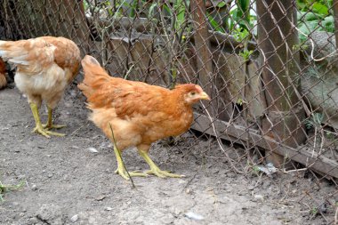 Gallus gallus. Korkak. Tavuk kümesinde tavuk yetiştiriyorum. Köyde sıradan bir gün.