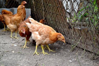 Gallus gallus. Korkak. Tavuk kümesinde tavuk yetiştiriyorum. Tarım, kümes hayvanları. Köyde sıradan bir gün. Çiftlik, tarla, bahçe