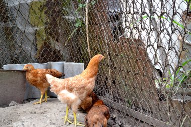 Korkak. Gallus gallus. Tavuk kümesinde tavuk yetiştiriyorum. Tarım. Köyde sıradan bir gün.