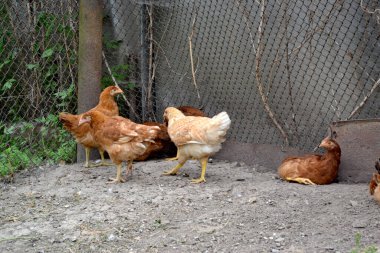 Korkak. Gallus gallus. Tavuk kümesinde tavuk yetiştiriyorum. Köyde sıradan bir gün.