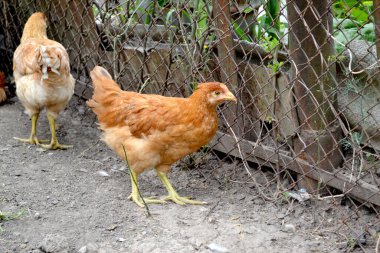Köyde sıradan bir gün. Korkak. Gallus gallus. Tavuk kümesinde tavuk yetiştiriyorum. Tarım, kümes hayvanları. Çiftlik, tarla