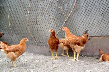 Köyde sıradan bir gün. Korkak. Gallus gallus. Tavuk kümesinde tavuk yetiştiriyorum.