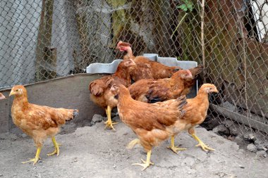 Tavuk kümesinde tavuk yetiştiriyorum. Tarım. Köyde sıradan bir gün. Korkak. Gallus gallus